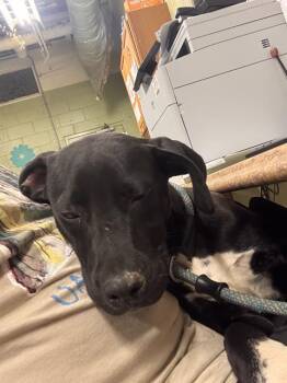 Labrador Retriever Dogs Available for Adoption - CALM | PetCurious