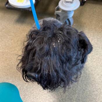 Hamish -  Scottish Terrier Dog for Adoption in Council Bluffs, Iowa - Hamish | PetCurious