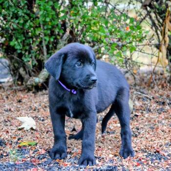 Arizona -  Black Labrador Retriever Dog for Adoption in Spring Hill, Tennessee - Arizona | PetCurious