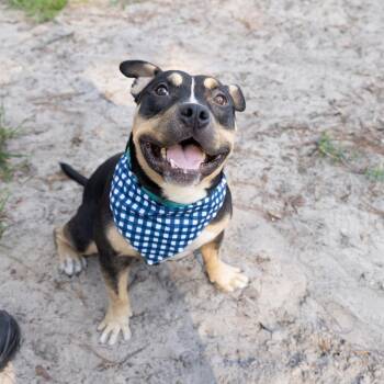 Russell -  Mixed Breed Dog for Adoption in Gainesville, Florida - Russell | PetCurious