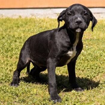 Pit Bull Terrier Dogs Available for Adoption in Sonoma, California - Willy | PetCurious