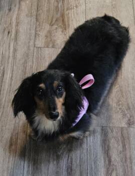 Abby -  Dachshund Dog for Adoption in Martinsville, Indiana - Abby | PetCurious