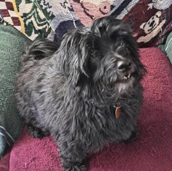 Shih Tzu Dogs Available for Adoption - Jack #2 **Foster Needed** | PetCurious