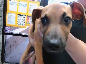 SCOOBY DOO -  German Shepherd Dog and Mixed Breed Dog for Adoption in Tulsa, Oklahoma - SCOOBY DOO | PetCurious