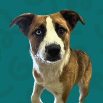 Shuga -  Australian Shepherd Dog for Adoption in Reno, Nevada - Shuga | PetCurious