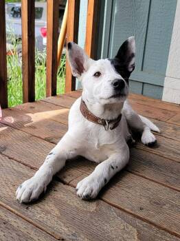 Australian Cattle Dog Blue Heeler Dogs Available for Adoption in Bend, Oregon - Suds | PetCurious