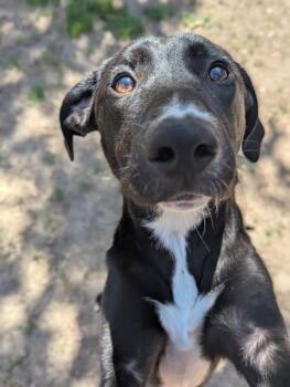 Cole -  Labrador Retriever Dog for Adoption in Santa Rosa, California - Cole | PetCurious