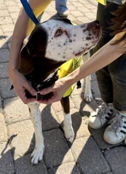 Labrador Retriever and Pointer Dogs Available for Adoption - Java | PetCurious
