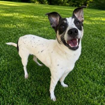 Feta -  Mixed Breed Dog for Adoption in Greenville, South Carolina - Feta | PetCurious