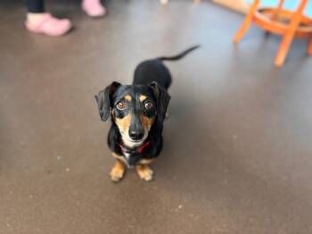 Chewy -  Dachshund and Chihuahua Dog for Adoption in Port Jervis, New York - Chewy | PetCurious
