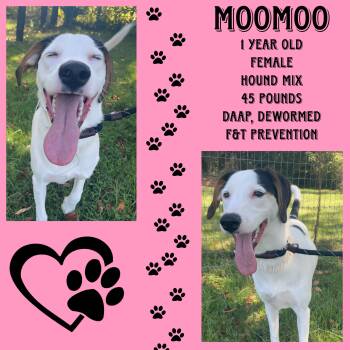 Rescue Hound Dogs for Adoption in Cynthiana, Kentucky - Moomoo | PetCurious