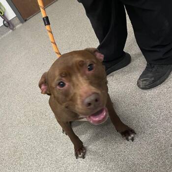 Jennie -  Pit Bull Terrier and Mixed Breed Dog for Adoption in Matteson, Illinois - Jennie | PetCurious