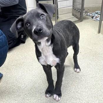 Mixed Breed Dogs Available for Adoption - Aurora | PetCurious