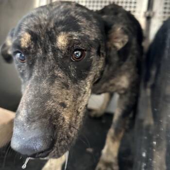 Catahoula Leopard Dog Dogs Available for Adoption in Birmingham, Alabama - Tucker | PetCurious