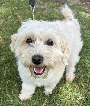 Dandie Dinmont Terrier Dogs Available for Adoption in Bell Gardens, California - SANDRA | PetCurious