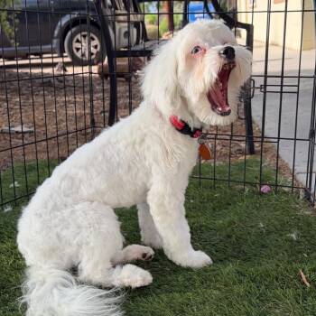 Shih Tzu and Poodle Dogs Available for Adoption in Phoenix, Arizona - Oliver | PetCurious