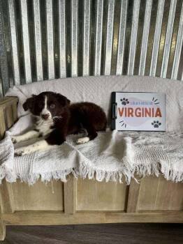 Australian Shepherd Dogs Available for Adoption - Virginia | PetCurious