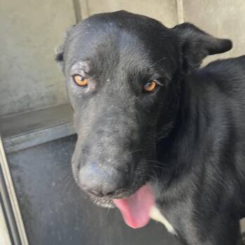 Morty -  Shepherd and Mixed Breed Dog for Adoption in Edinburg, Texas - Morty | PetCurious