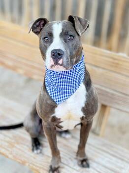 Arnie -  Mixed Breed Dog for Adoption in Muskegon, Michigan - Arnie | PetCurious