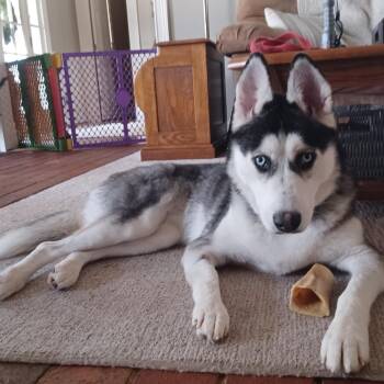 Sazuki 21714 -  Siberian Husky Dog for Adoption in Cumming, Georgia - Sazuki 21714 | PetCurious