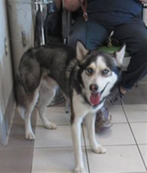 Siberian Husky Dogs Available for Adoption - SPRINTER | PetCurious