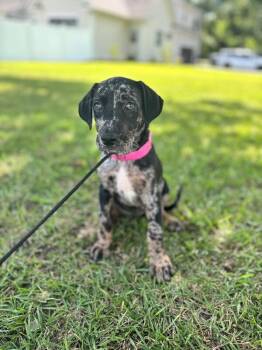 Violet -  Labrador Retriever and Mixed Breed Dog for Adoption in Aiken, South Carolina - Violet | PetCurious
