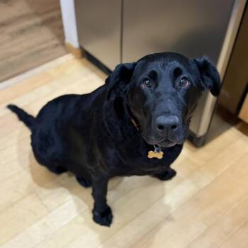 Labrador Retriever Dogs Available for Adoption in Fargo, North Dakota - Brick--In Foster | PetCurious