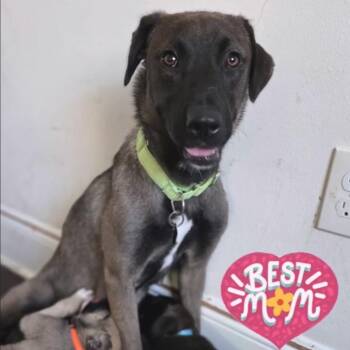 Mama Bear -  Belgian Shepherd Malinois and Black Mouth Cur Dog for Adoption in New Orleans, Louisiana - Mama Bear | PetCurious