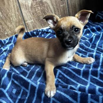Chihuahua Dogs Available for Adoption - Piper | PetCurious