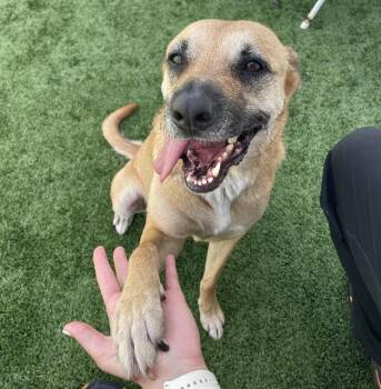 A137791 -  Mixed Breed Dog for Adoption in Palmetto, Florida - A137791 | PetCurious