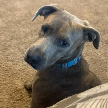 Dipper -  Chocolate Labrador Retriever Dog for Adoption in Birmingham, Alabama - Dipper | PetCurious