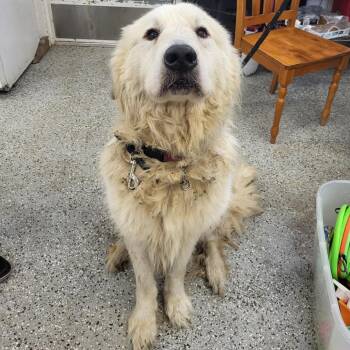 Great Pyrenees Dogs Available for Adoption in Lake Panasoffkee, Florida - Polar | PetCurious