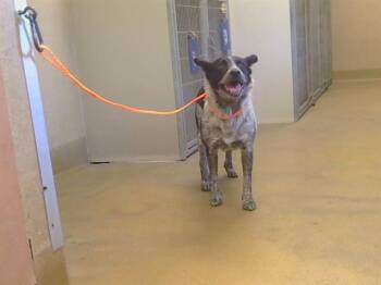 ANGEL CAKES -  Australian Cattle Dog Blue Heeler Dog for Adoption in Sacramento, California - ANGEL CAKES | PetCurious