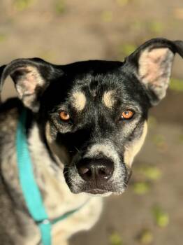 Rescue Shepherd and Cattle Dog Dogs for Adoption in Burbank, California - Rylan | PetCurious