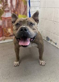 Pit Bull Terrier Dogs Available for Adoption in San Bernardino, California - THOR | PetCurious