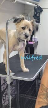 Rescue Terrier Dogs for Adoption in Las Vegas, Nevada - Wilfred | PetCurious