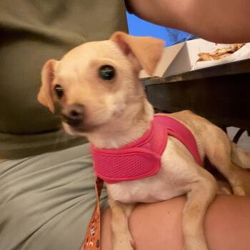 Jolene -  Chihuahua Dog for Adoption in San Diego, California - Jolene | PetCurious
