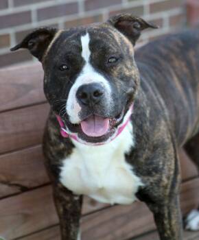Six (AO36590) -  Pit Bull Terrier Dog for Adoption in Kansas City, Kansas - Six (AO36590) | PetCurious