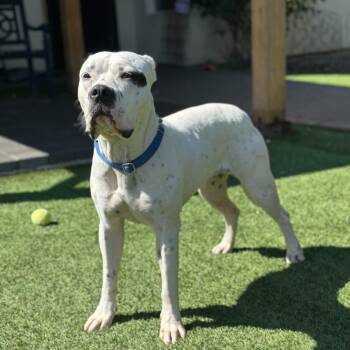 Rescue Mixed Breed Dogs for Adoption in San Francisco, California - Walrus | PetCurious