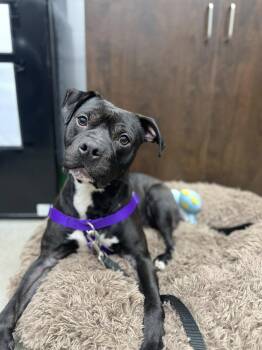 American Staffordshire Terrier Dogs Available for Adoption - Reggie | PetCurious