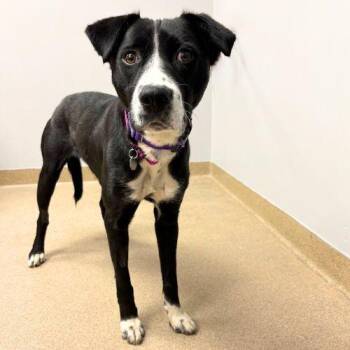 SUGARFOOT -  Labrador Retriever and Mixed Breed Dog for Adoption in Aurora, Colorado - SUGARFOOT | PetCurious
