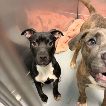 Boo -  Mixed Breed Dog for Adoption in Davenport, Iowa - Boo | PetCurious