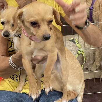 Nalena OS NV -  Chihuahua Dog for Adoption in Las Vegas, Nevada - Nalena OS NV | PetCurious