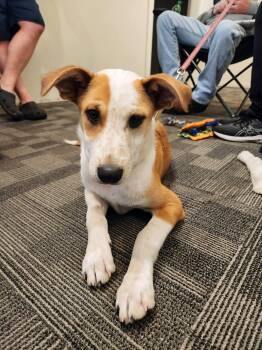 Salley -  Terrier Dog for Adoption in New London, Wisconsin - Salley | PetCurious