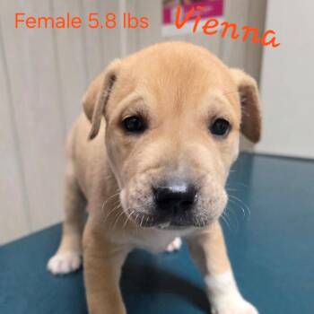 Vienna -  Mastiff Dog for Adoption in Jasper, Indiana - Vienna | PetCurious