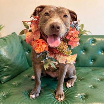 Egg Roll Ready and Steady -  Pit Bull Terrier and American Staffordshire Terrier Dog for Adoption in Friendswood, Texas - Egg Roll Ready And Steady | PetCurious
