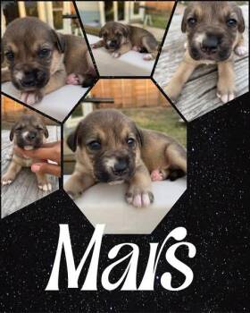Beagle and Foxhound Dogs Available for Adoption - Mars | PetCurious