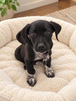 Dodger -  Flat Coated Retriever Dog for Adoption in Midway, Utah - Dodger | PetCurious