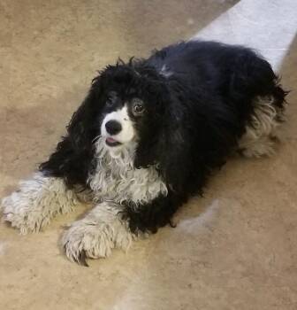 Rescue Cocker Spaniel Dogs for Adoption in Parker, Colorado - Luke NM 23033 | PetCurious
