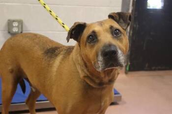 Rescue Mixed Breed Dogs for Adoption in Columbia, South Carolina - ZEUS | PetCurious